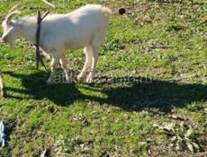 Продаю козла срочно