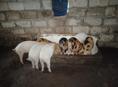 Продам поросят, 5 шт