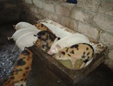 Продам поросят, 5 шт