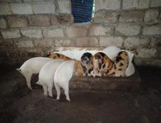 Продам поросят, 5 шт