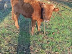 Продаю срочно бычка 