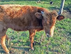 Продаю срочно бычка 