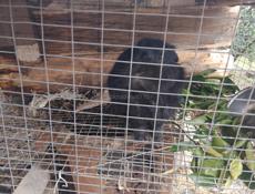 Срочно кролики продаю