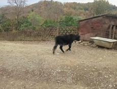 Продам быка