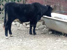 Продам быка