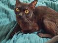 БУРМАНСКИЙ КОТИК 