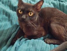 БУРМАНСКИЙ КОТИК 