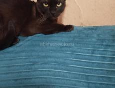 БУРМАНСКИЙ КОТИК