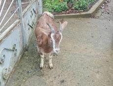 Продам козу