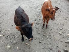 Продаются телята