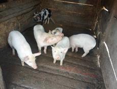 Продам поросят 