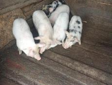 Продам поросят