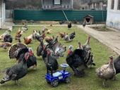 Продаются индюки и индюшки