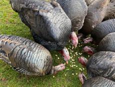 Продаются индюки и индюшки