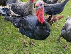 Продаются индюки и индюшки