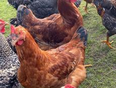 Продаются куры