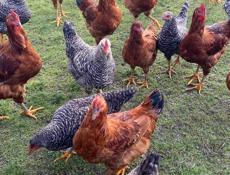 Продаются куры 