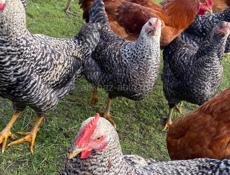 Продаются куры