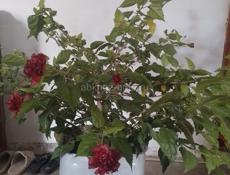 Роза китайская 