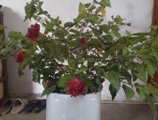 Роза китайская