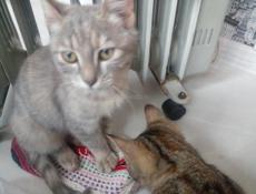 Отдам котят