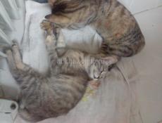 Отдам котят