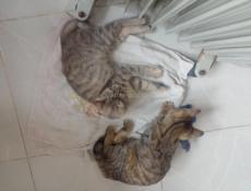 Отдам котят