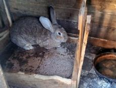Продаю кроликов