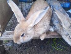 Продаю кроликов
