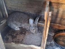 Продаю кроликов