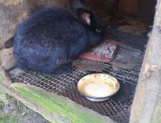 Продаю кроликов