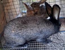 Продаю кроликов