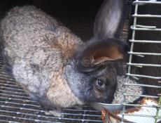 Продаю кроликов