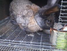 Продаю кроликов