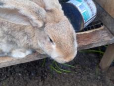 Продаю кроликов