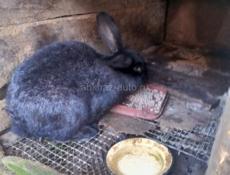 Продаю кроликов