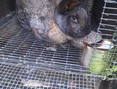 Продаю кроликов 