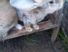 Продаю кроликов