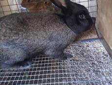 Продаю кроликов