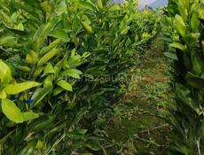 Саженцы мандарин ранний , кинкан