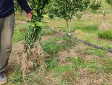 Саженцы мандарин ранний , кинкан