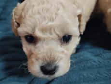 Той- пуделята