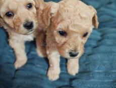 Той- пуделята 