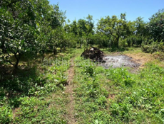 Гагра Колхида,участок 17 соток 