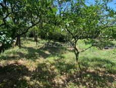 Гагра Колхида,участок 17 соток