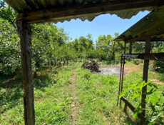 Гагра Колхида,участок 17 соток