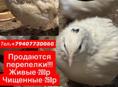 Продаю Перепелки 