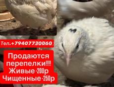 Продаю Перепелки 