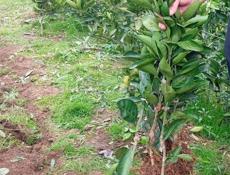 Продаются саженцы мандарин раний сорт (Сентябрьский)