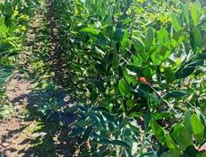 Продаются саженцы мандарин раний сорт (сентябрьский)